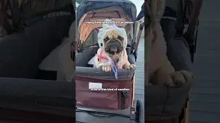 Frenchie reacts to COLD weather #dogs #puppy #pets #funny #frenchbulldog #shorts