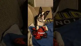 There Are 6 Types of BOSTON TERRIERS~Mine Is ALL 6! 😂