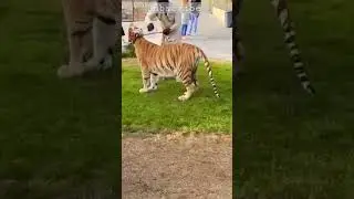 Wildlife: Extremely Short tiger 🐯🐯🐯#shorts #viral #trending #trendingshorts #dubai #tiktok