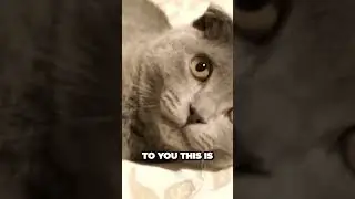 Unlocking Your Cats Trust Understanding Their Belly Up Behavior