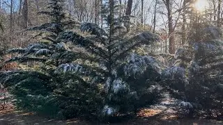 Кипарис Лейланда: идеальное дерево для создания живой изгороди в южных регионах.