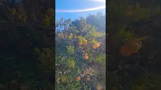 #oranges #naranjas #naranjo #orangegrove #agriculture #fresnostate #laudatosi #frbyron #karina #god