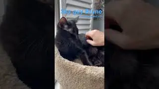 Bruno, shy guy, loves pets! He just needs a slow and tender hand and patience.