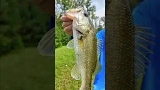 Fishing with live shiners that we caught!!