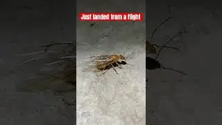 Honeypot ant queen from nuptial flight - Myrmecocystus mexicanus