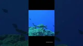 Turtle, diving Mauritius.