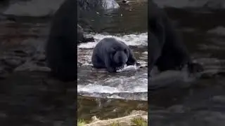 🐻🔥 Unbelievable Escape: Salmon Slips Away from Bear! 🐟💨