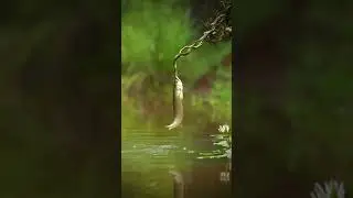Battle of the Dragon - A Fight Between an Arowana