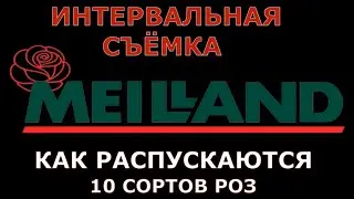 Розы селекции Мейланд 10 сортов. Интервальная съёмка роспуска цветов.