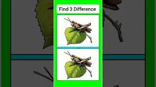 Find 3 differences between these two pictures of a grasshopper. #180
