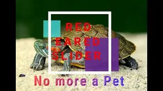 Turtle Invasive and harming! Bad pet! #red eared slider Turtles Banned? What do u know?