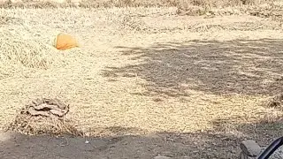 आज मैं घूमने के लिए जा रहा हूं