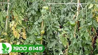 Cà chua bị bệnh héo xanh: Biểu hiện và cách chữa