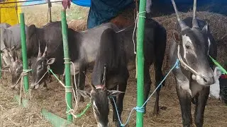 Govindappa's hallikar stud bulls for sale in ghati subramanya cattle fair 2024