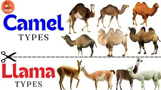 Learn the different types of Camels & Llama Species in English #kidslearning #camel  #animals