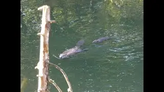 Beaver Slaps Tail At Goose Before Baby Beaver Can Come Out