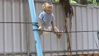 Donal Happy In Yard With Kitty Cat, Donal Scream When See Mom Sit On His Toy