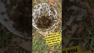 Honeybee Feeding Frenzy!  #honeybee #bee #apiary #buzz