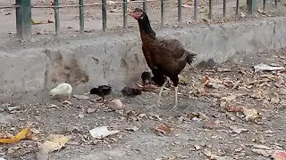 Brave Hen's Mother Protect and save Her Baby from anything - Mother hen calling her chicks for Food