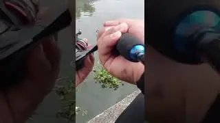 #everyone #fishing #angler #twolessfishinthesea #tutorial #onefishtwofishredfishbluefish #fish