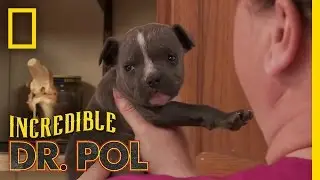 Puppy Love | The Incredible Dr. Pol