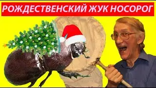 Nice Rhynoceros Beetle Was Born On Chritmas and Happy to Be Christmas Beetle.
