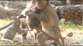 Monkey Delena Kidnap Baby Monkey Dillon, What Going On Baby Monkey Dillon?