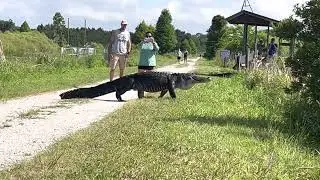 Friendly alligator crossing at Circle B in Lakeland, FL