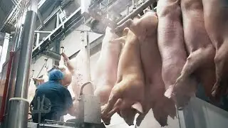 Modern Pig Raissing Farm Technology - Million Dollars Pork Slaughter & Processing Line In Factory
