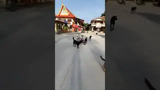 Hungry soi dogs Rayong Thailand