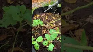 Ashwagandha root harvest