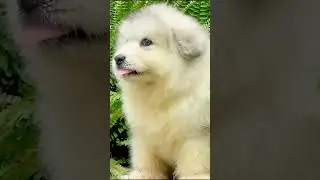 Funny Chubby Dog Falling Funny Dog #shorts #dog #dogs  #funnyvideo