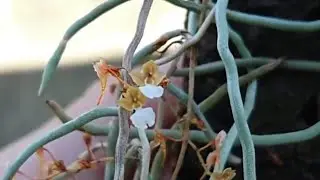 Microcoelia cornuta  ミクロセリア　コルヌタ