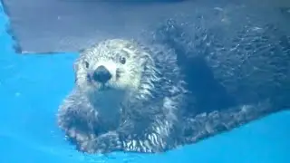 【マリンピア日本海】ラッコのクータン落水清掃_20190904