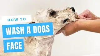 How To Wash a Dogs Face