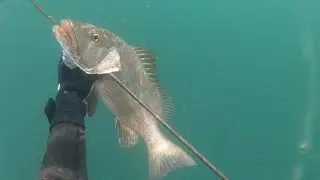 Barracudas imparables, pargos, cochitos y m&aacute;s | Pesca submarina en Mazatl&aacute;n Ep1 | Martha Blue