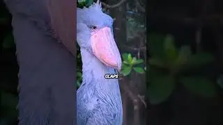 Shoebill Stork The Dinosaur-Looking Bird! #ShoebillStork #DinosaurBird #PrehistoricVibes