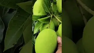 🌱 Vastara all time mango plant 🌱 Any inquiry & order call 9144668851📞