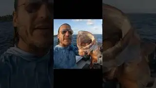 Spearfishing Snapper