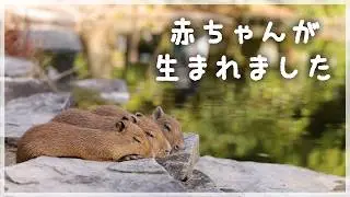 【祝】可愛すぎるカピバラの赤ちゃんが6年ぶりに生まれました！