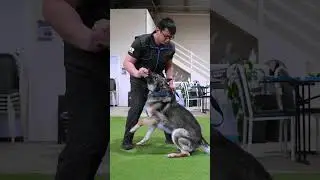 The OZDOG Lesson 1 | Body Mechanics