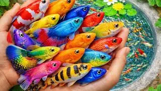 Amazing catch beautiful aquarium fish and baby turtles in a small pond 