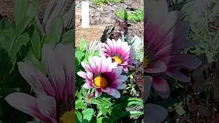 Газания (Gazania)🌸