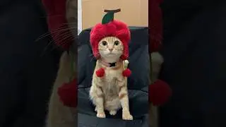 The Best Cat Dance Ever 💃