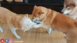 Наконец-то Суки и Рая так хорошо ладят друг с другом ❤️