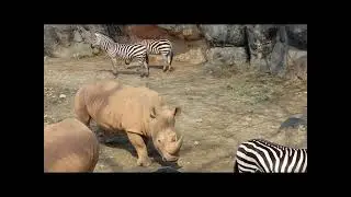 Mini-Documentary - Animals of the Maryland Zoo