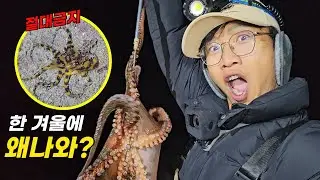 이거 보이면 무조건 도망치세요. 겨울 제주 바다에서 만난 죽음의 파란 고리