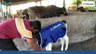 DeLaval Calf Coat