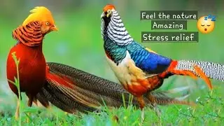 Mountain Forest Ambience 🌲⛰️🐦 | Birds Chirping & Relaxing Nature Sounds for Stress Relief, Sleep