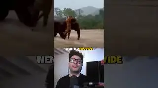 Слон спасает тигра